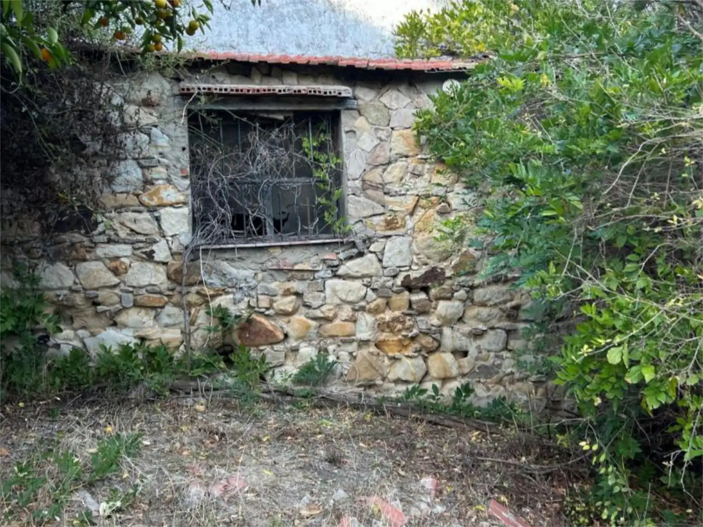 Finca rústica en  Calle Pasada de Alcalá 24 - Foto 6