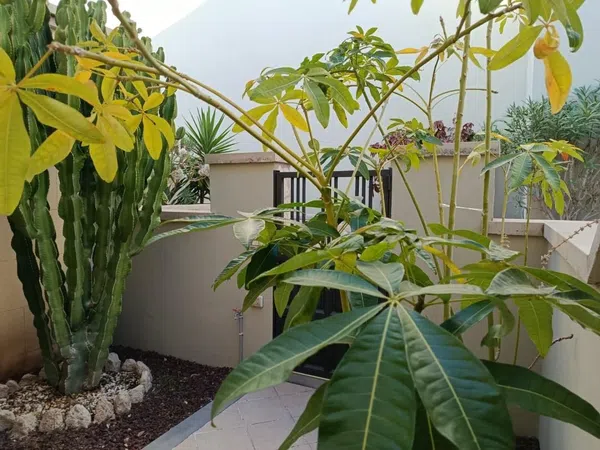 Dúplex en calle Tinguafaya, 76 - Foto 25