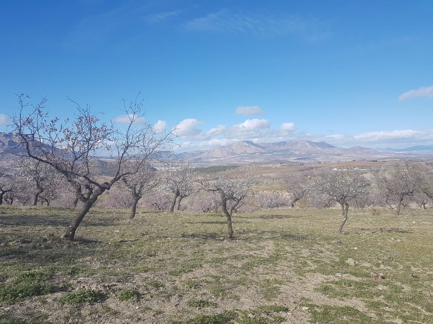 Cortijo en Cortijo en Al-7101, 1 - Foto 7