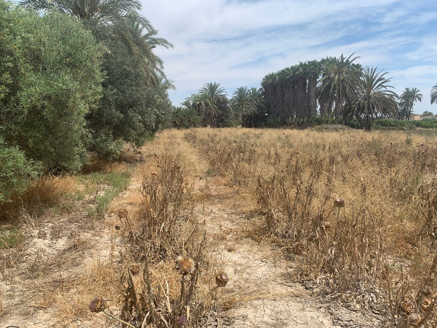 Finca rústica en Carretera de Elche a Casas del León, 30, Algoda-Matola-Llano de San José, Algoda-Matola-Llano de San José - Foto 16