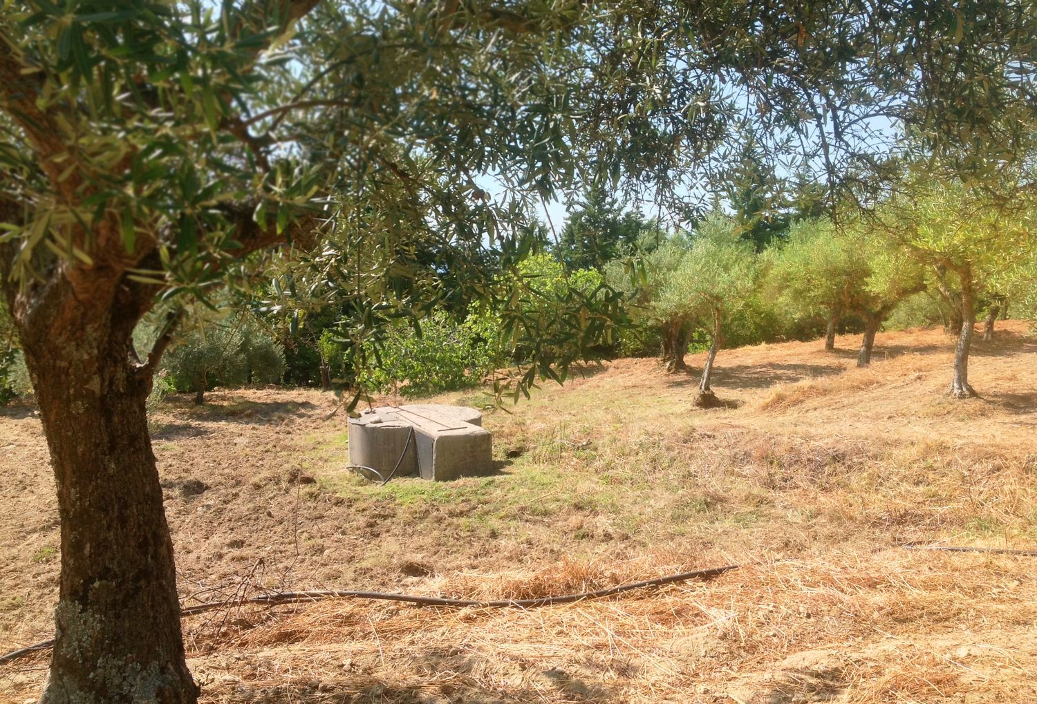 Finca rústica en Ex-203 s/n - Foto 18