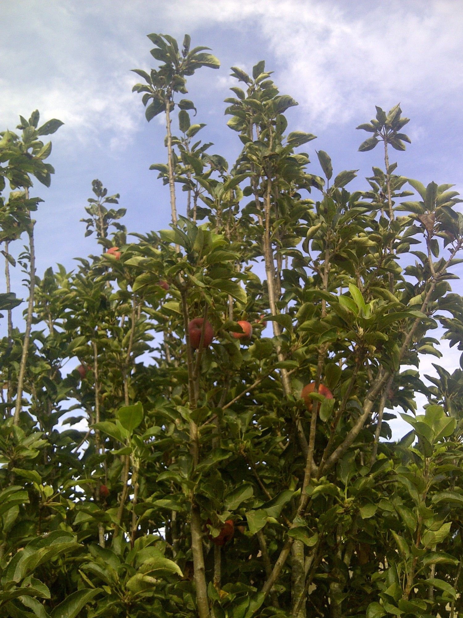Casa independiente en camino de Melilla s/n - Foto 22