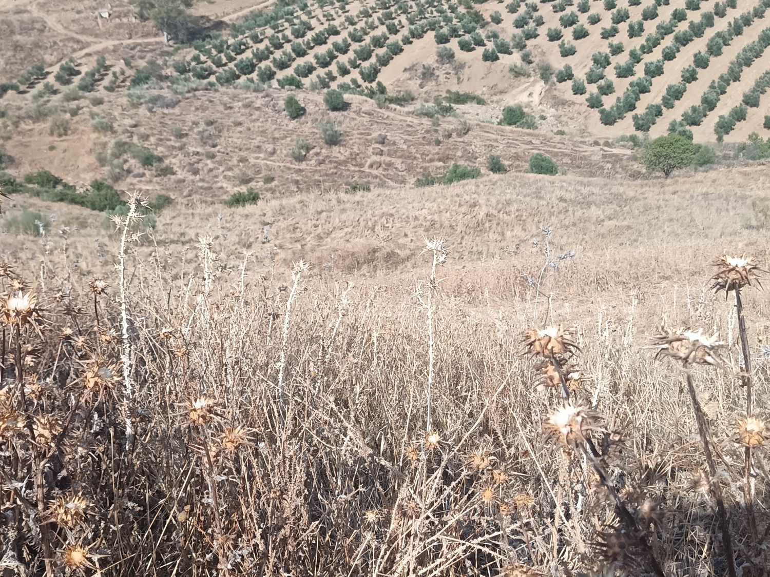 Cortijo en Cortijo en Las Rozas s/n - Foto 17