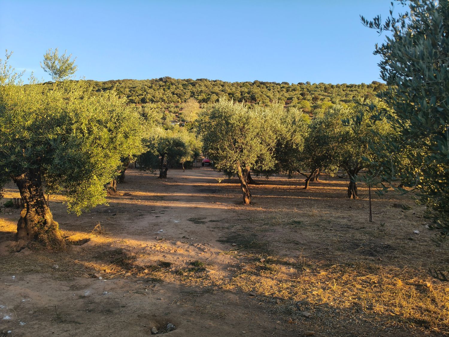 Finca rústica en Calle Zorro, 16 - Foto 5
