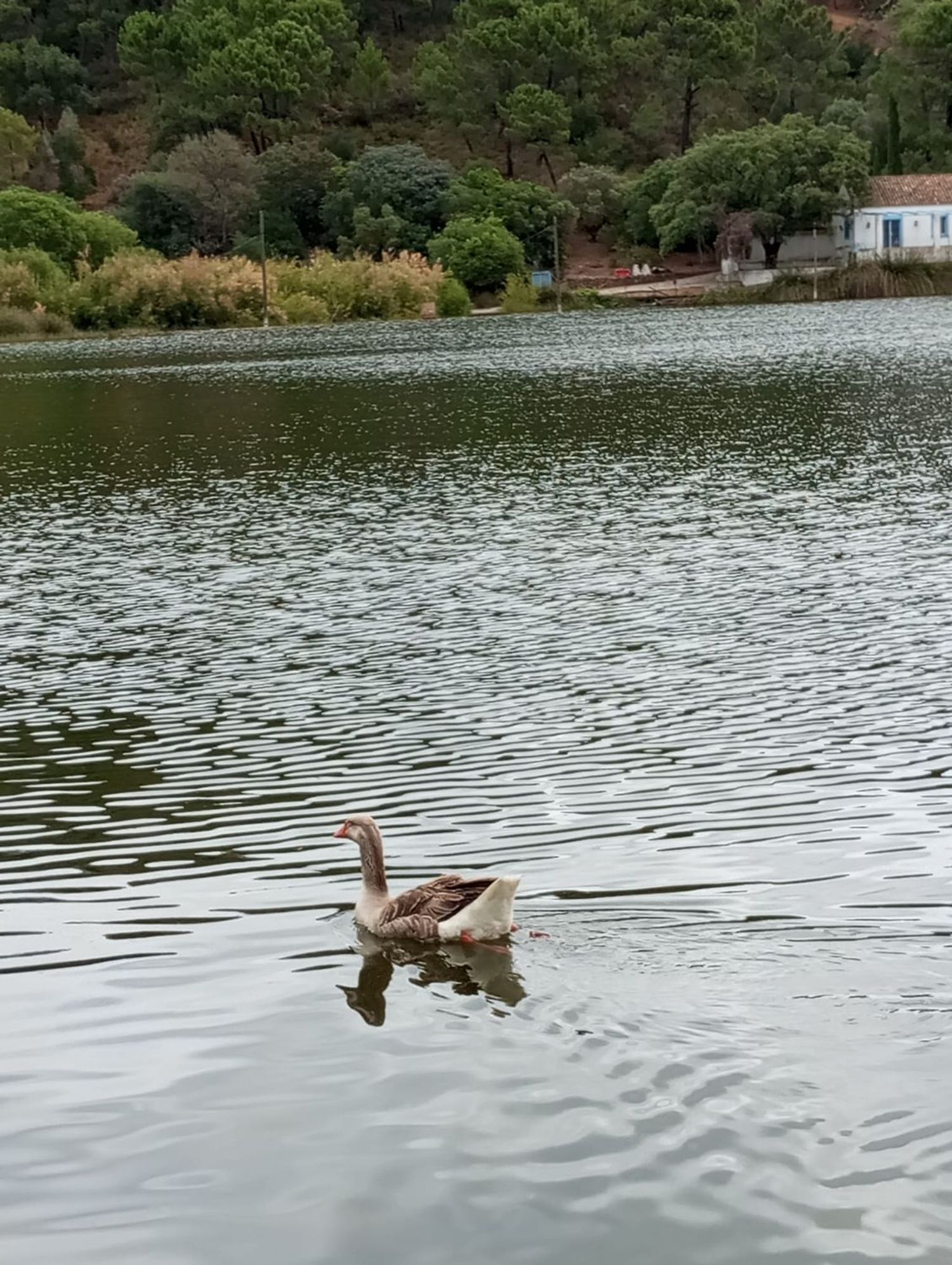 Piso en Urbanización Las Lomas, 14, Benahavís, Benahavís - Foto 21