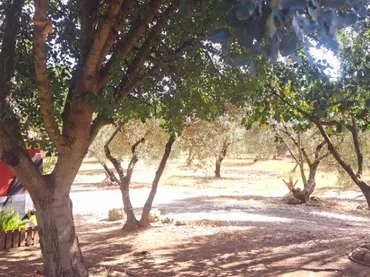 Finca rústica en  Calle Cruz de Montañina 61 - Foto 12