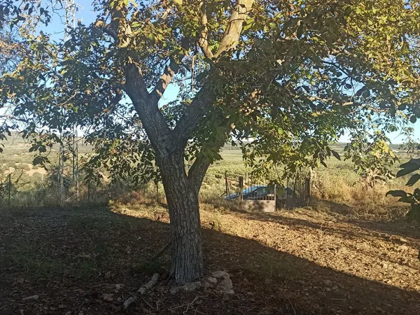 Finca rústica en Camino de Setenil a Alcalá del Valle s/n - Foto 11