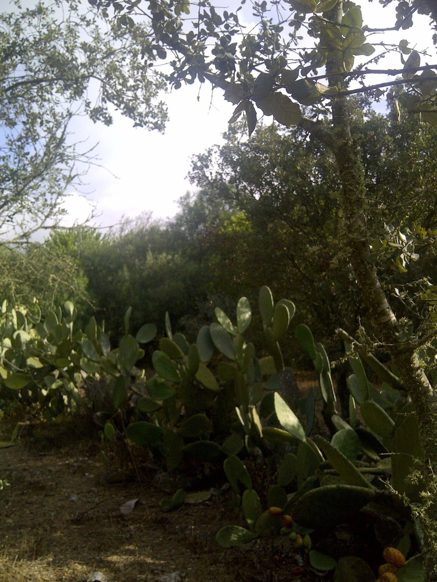 Casa independiente en camino de Melilla s/n - Foto 10