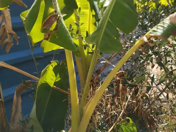 Finca rústica en Diseminados dirección a Puñanilla s/n - Foto 18