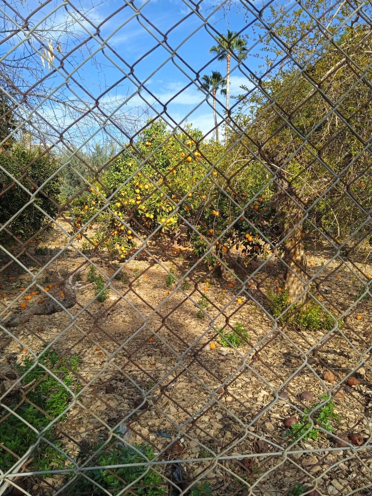 Finca rústica en Calle Sócrates, 56 - Foto 4