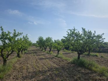 Finca rústica en  Avinguda d'Aragó 1 - Foto 2