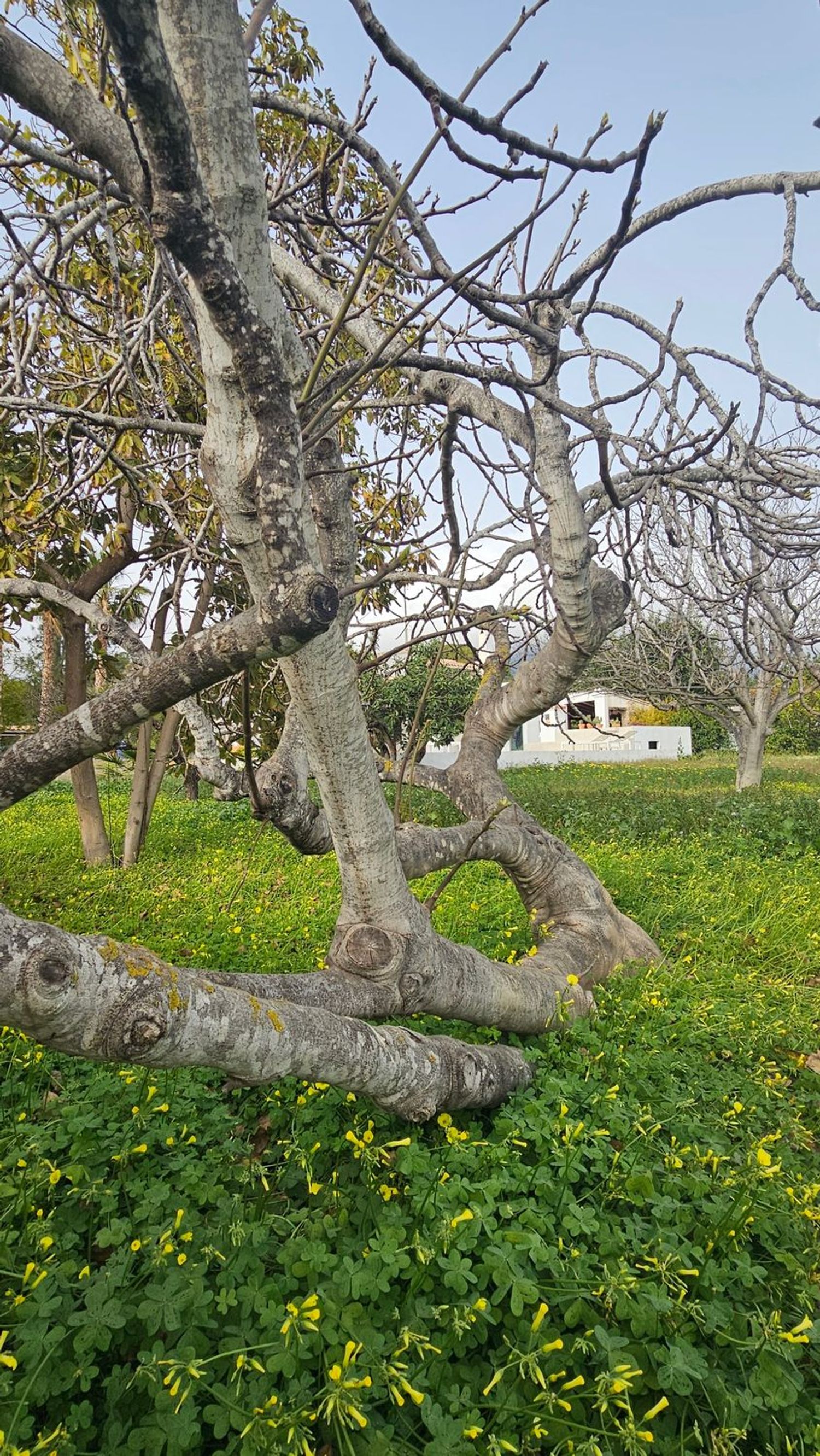 Finca rústica en Altea Pueblo, Altea Pueblo - Foto 15