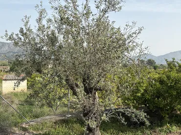 Finca rústica en  Camí dels Plans 6 - Foto 19