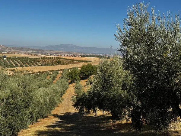 Finca rústica en Arroyo de la Calera 18152 s/n - Foto 10