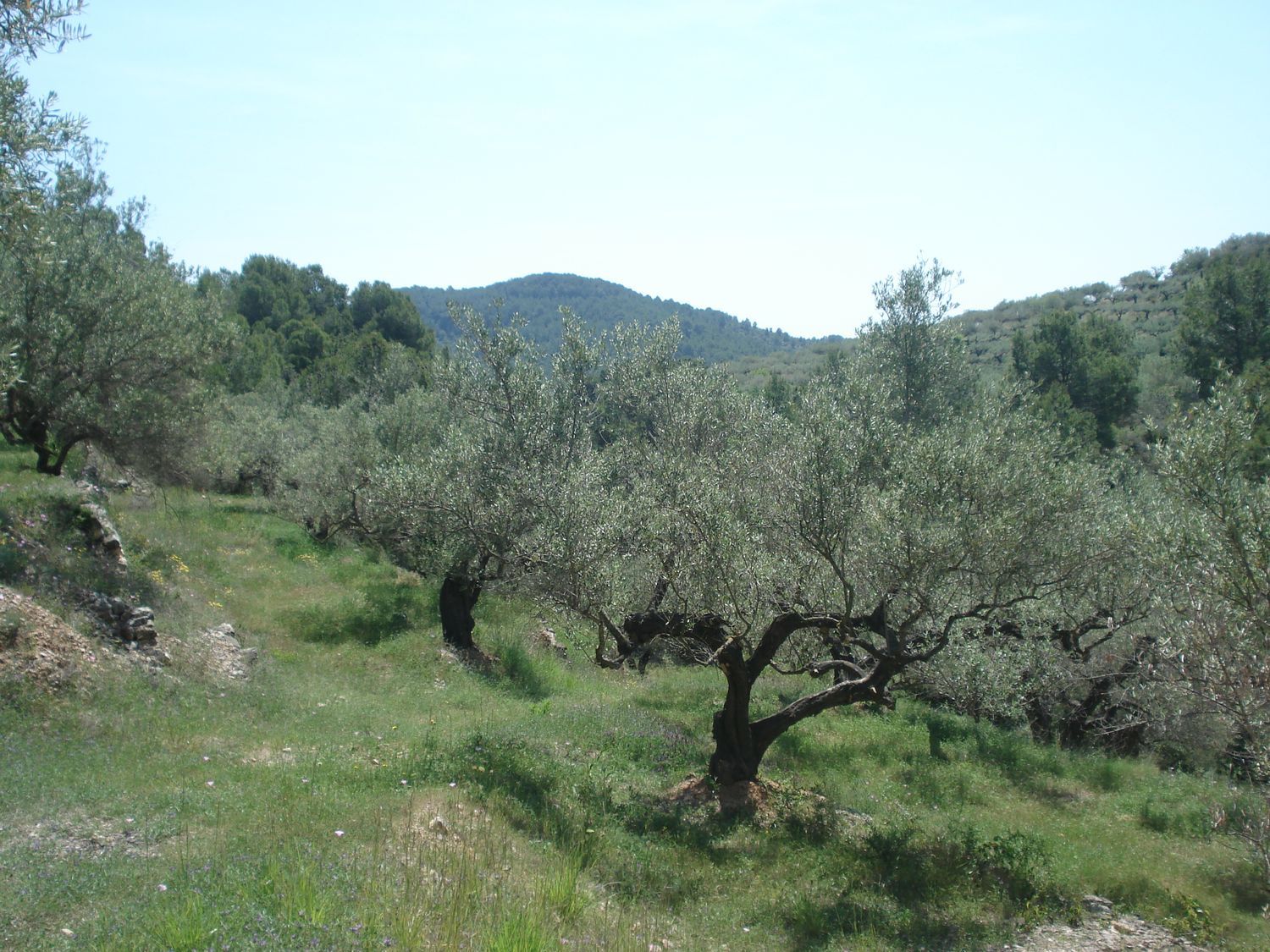 Finca rústica en Barranc Ulldellops s/n - Foto 16
