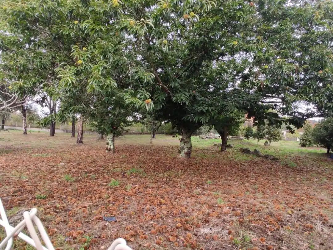 Planta baja en  Rúa Doutor Martínez Rodríguez 22 - Foto 31