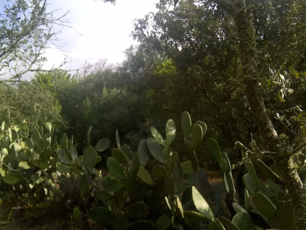 Casa independiente en camino de Melilla s/n - Foto 10