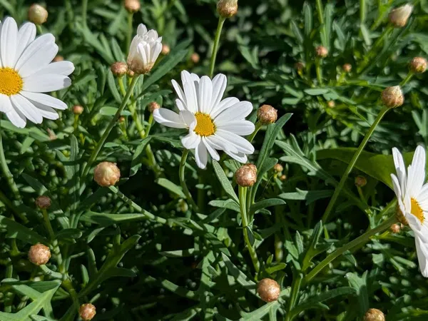 Casa independiente en Barrio Pinares de San Antón - Foto 3