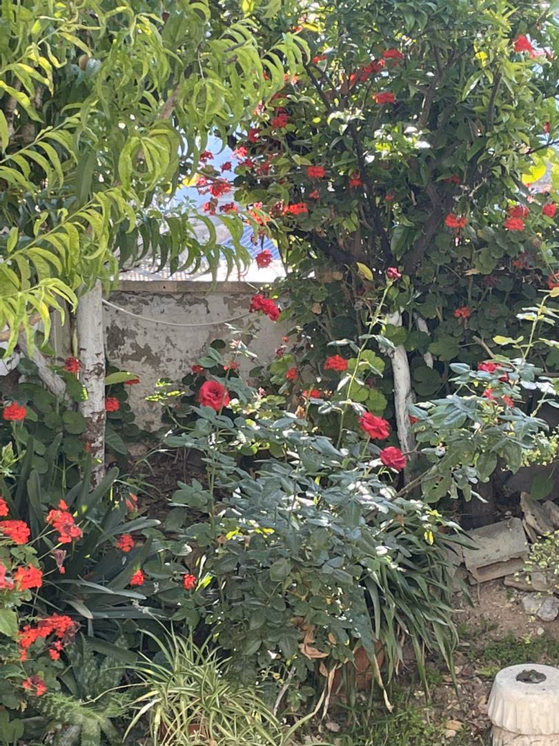 Planta baja en  Carrer de Zaforteza 40 - Foto 20