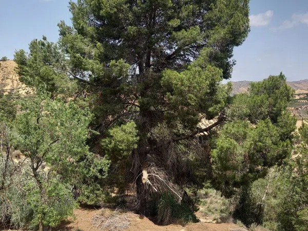 Finca rústica en carretera Puerto del Garruchal s/n - Foto 11