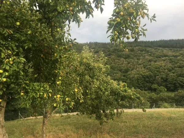 Finca rústica en Tineo - Foto 21