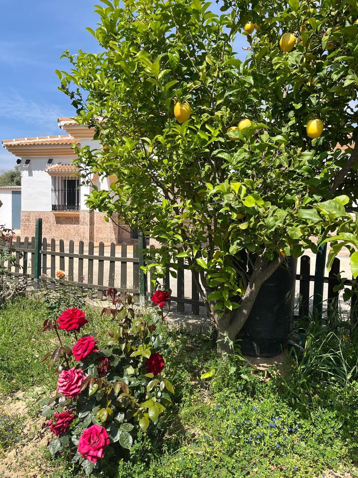 Finca rústica en Via Diseminado El Lentiscar s/n - Foto 5