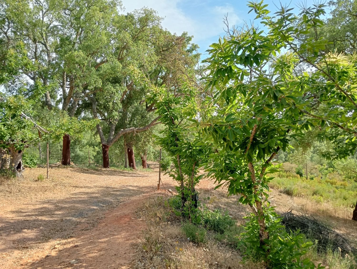 Finca rústica en Hv-3113 s/n - Foto 4