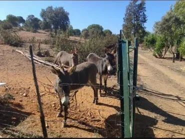 Chalet en campo - Foto 6