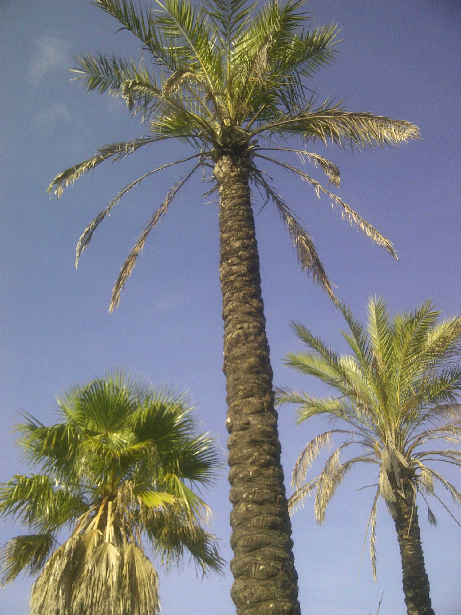 Casa independiente en calle Ceuta s/n - Foto 2