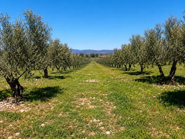Cortijo en Carretera Ciudad Real-Murcia s/n - Foto 9