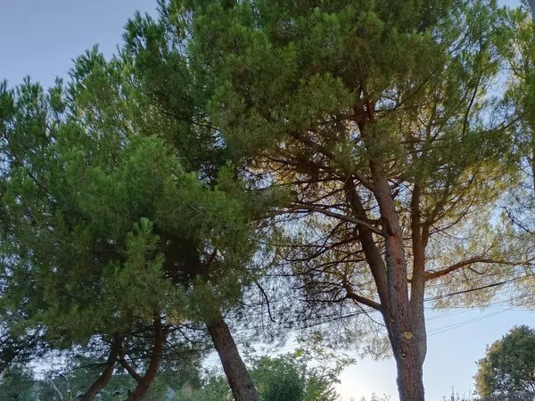 Chalet pareado en Pinosol - El Alcor - Peralejo, Pinosol - El Alcor - Peralejo - Foto 2