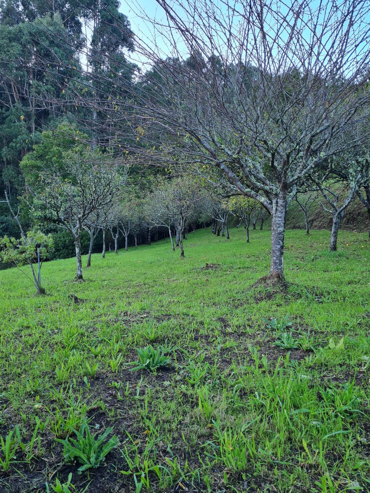Casa de pueblo en A Carreira s/n - Foto 17