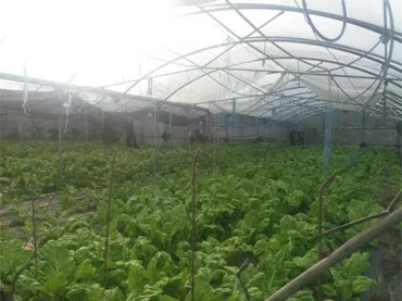 Chalet en INVERNADERO CON CASACERCA A OURENSE - Foto 6