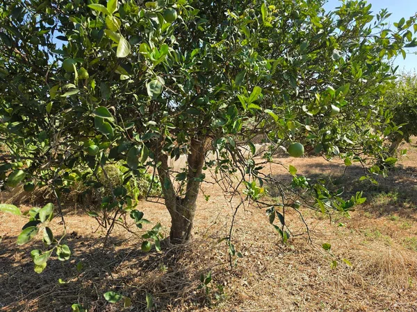 Finca rústica en Vereda de la Tarde, 3, Núcleo Urbano, Núcleo Urbano - Foto 21