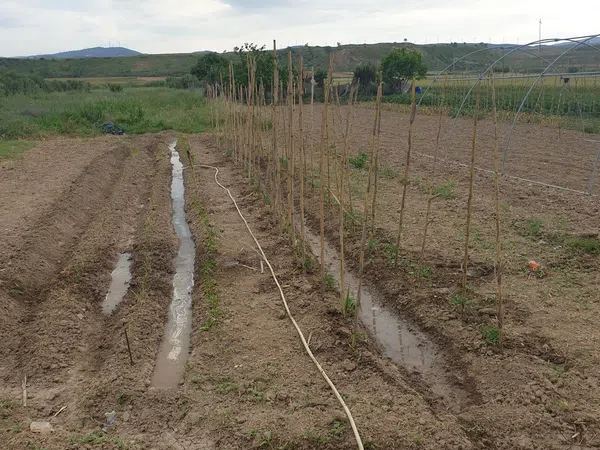 Finca rústica en Camino de Pastoriza, 3 - Foto 7