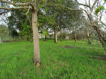Planta baja en  Rúa Doutor Martínez Rodríguez 22 - Foto 5