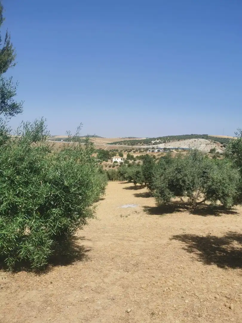 Finca rústica en  Plaza Llanete de Arriba 2 - Foto 3