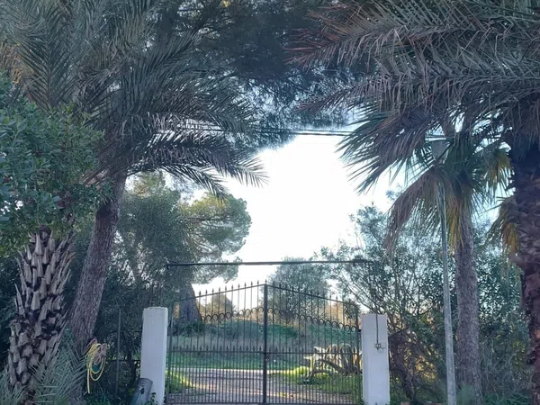 Finca rústica en Diseminados dirección a Puñanilla s/n - Foto 4