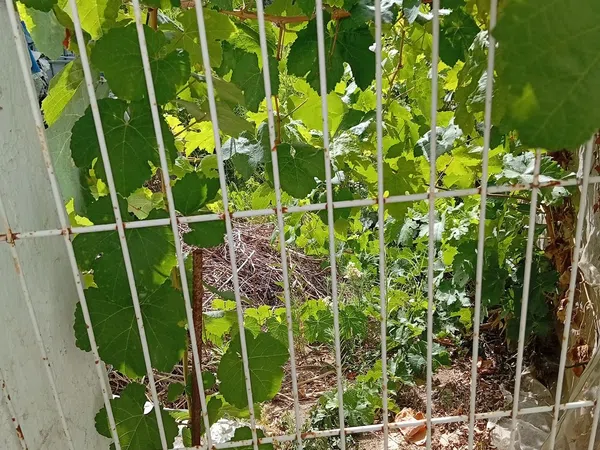 Finca rústica en Calle Galdames, 108, Ayamonte Pueblo, Ayamonte Pueblo - Foto 18