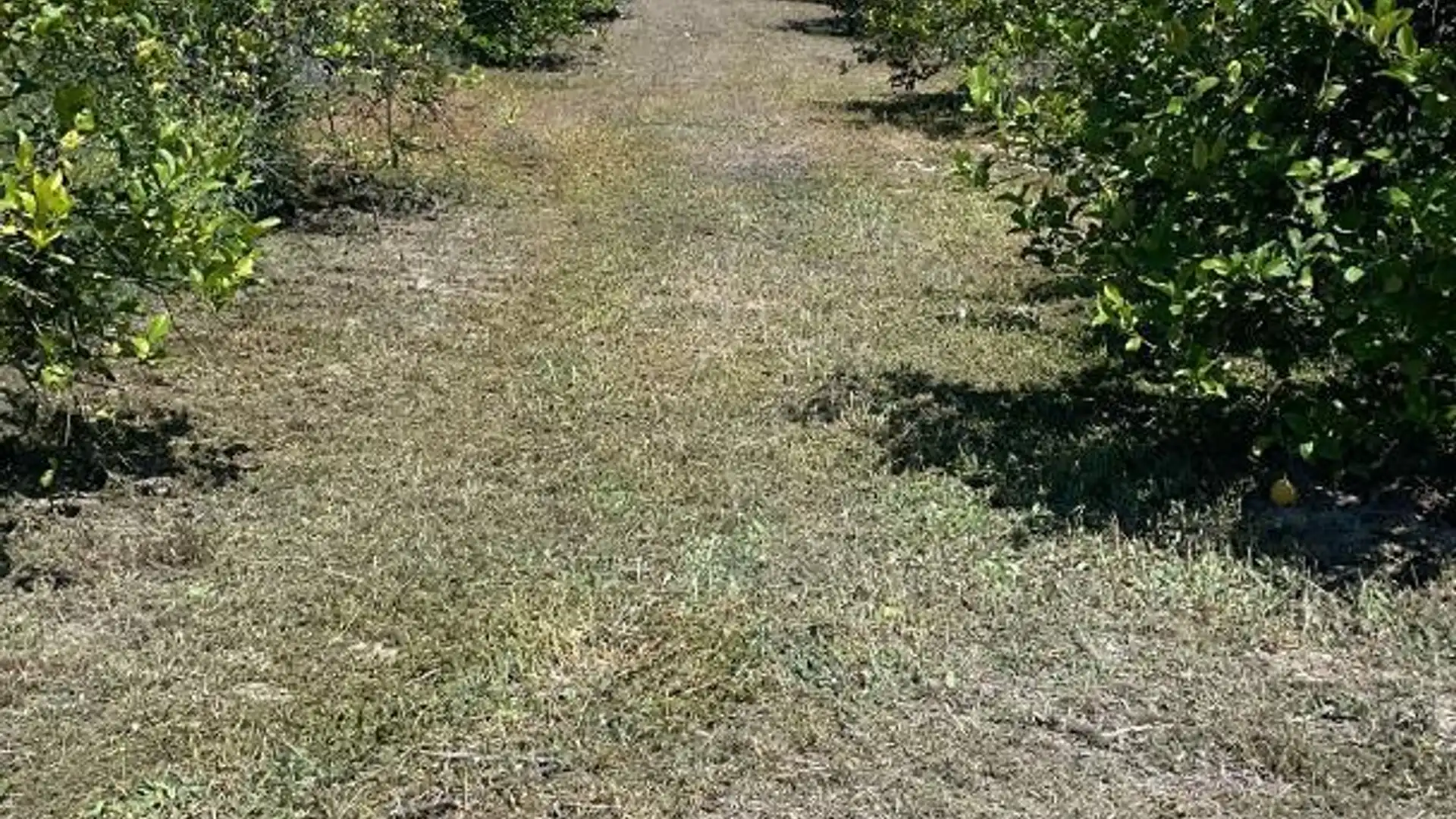 Finca rústica en  Diseminado Chalanas 10 - Foto 3