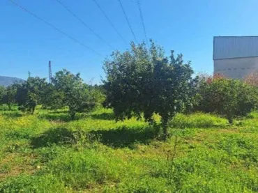 Finca rústica en  Carretera Palma del Río km 10 - Foto 8
