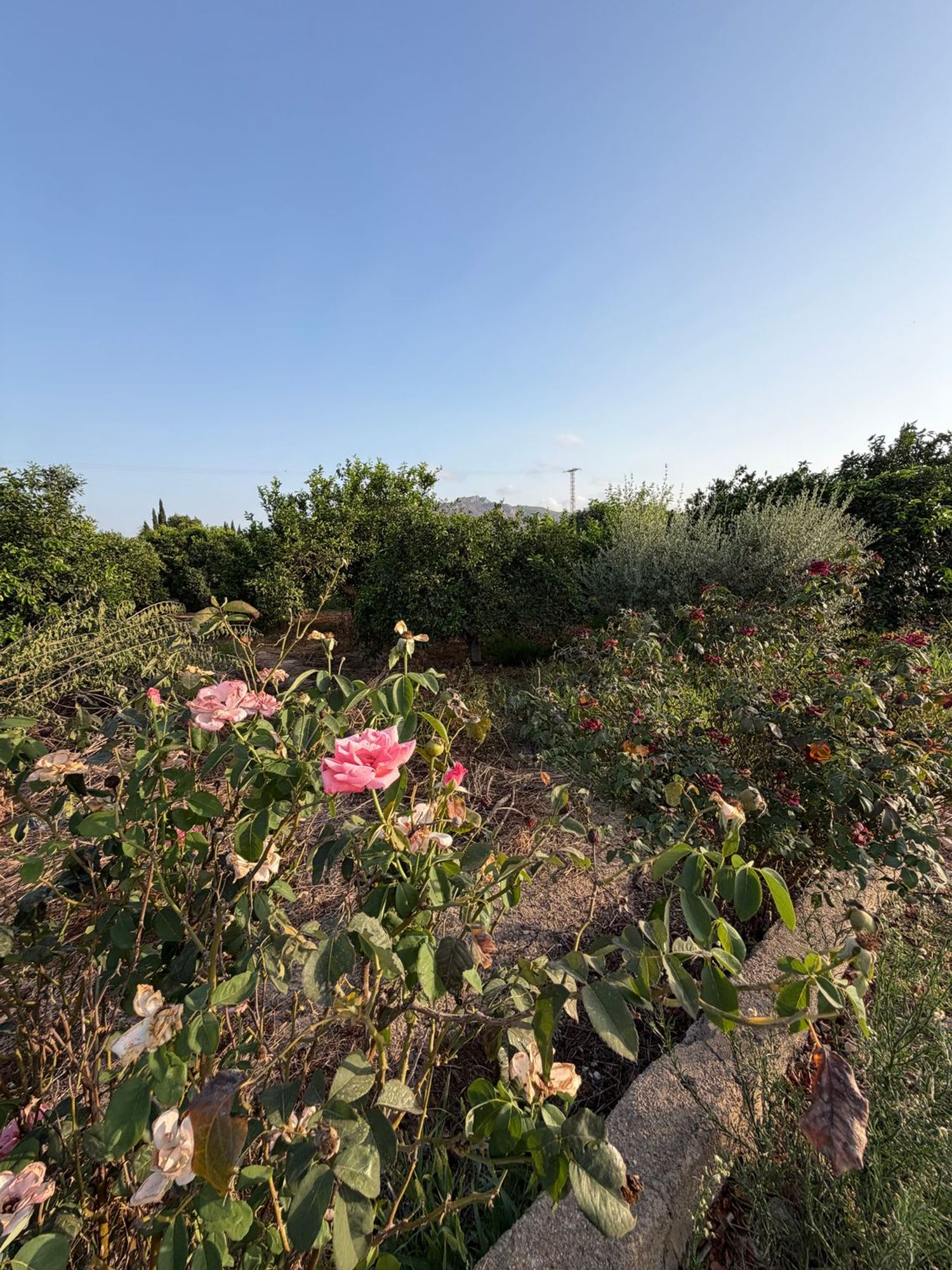 Finca rústica en Camino de los Plazas, 16, San José de la Vega - Foto 36
