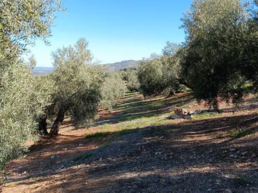 Finca rústica en  Calle Ensanche Poniente 29 - Foto 5