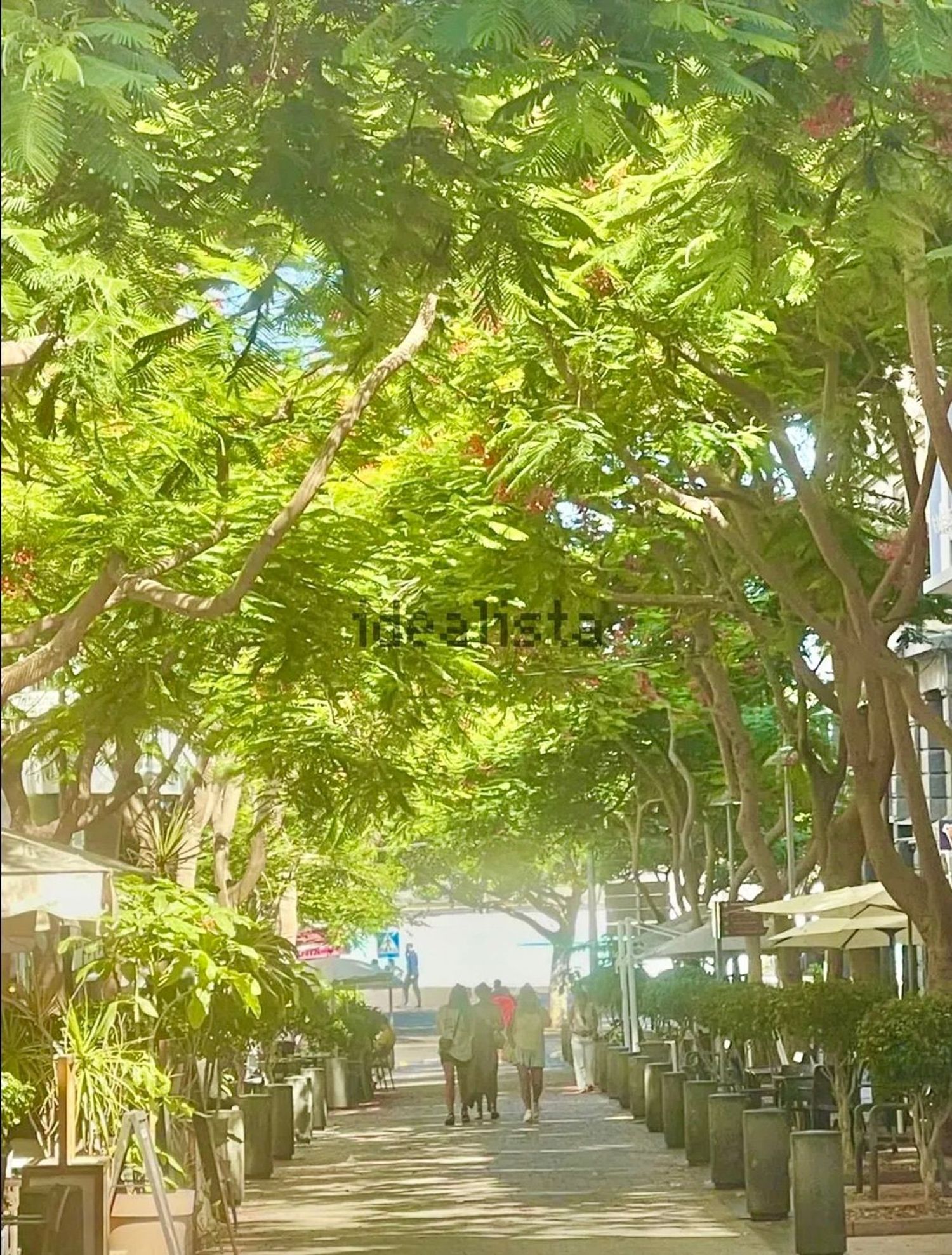 Ático en calle Bethencourt Alfonso, 23 - Foto 17