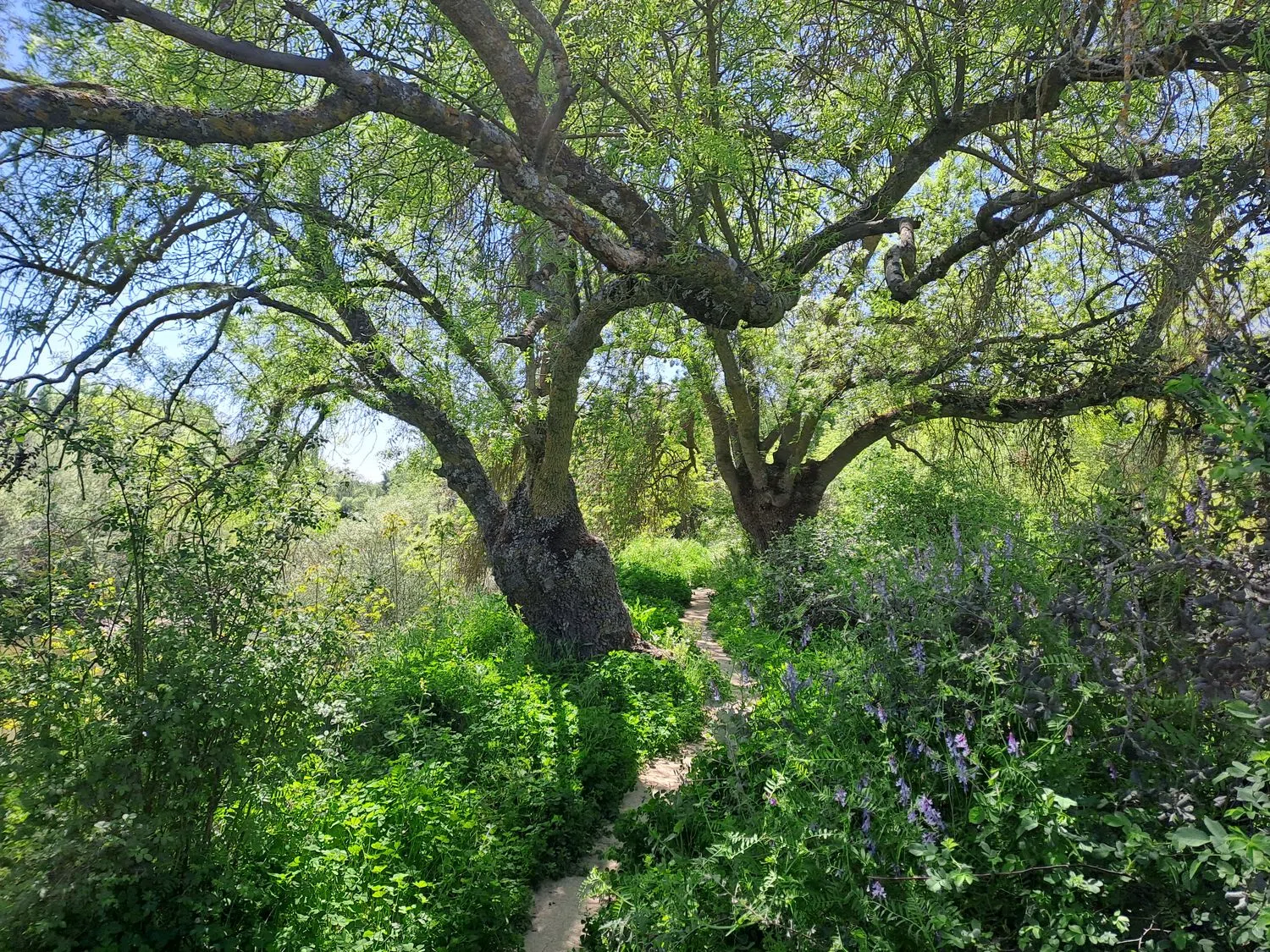 Chalet adosado en Barrio El Pardo - Foto 26