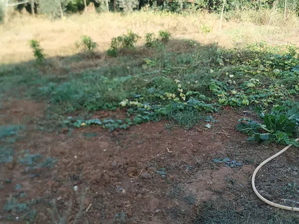 Finca rústica en Diseminados dirección a Puñanilla s/n - Foto 31