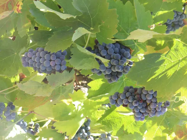 Chalet pareado en carretera Cc-431 s/n - Foto 35