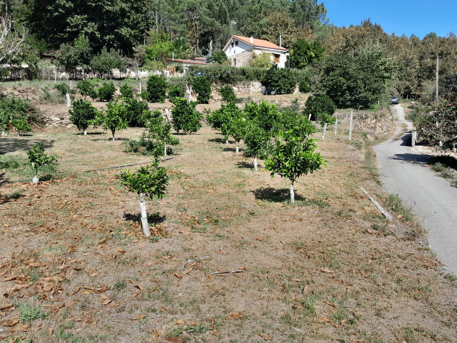 Finca rústica en Alboredos s/n - Foto 11