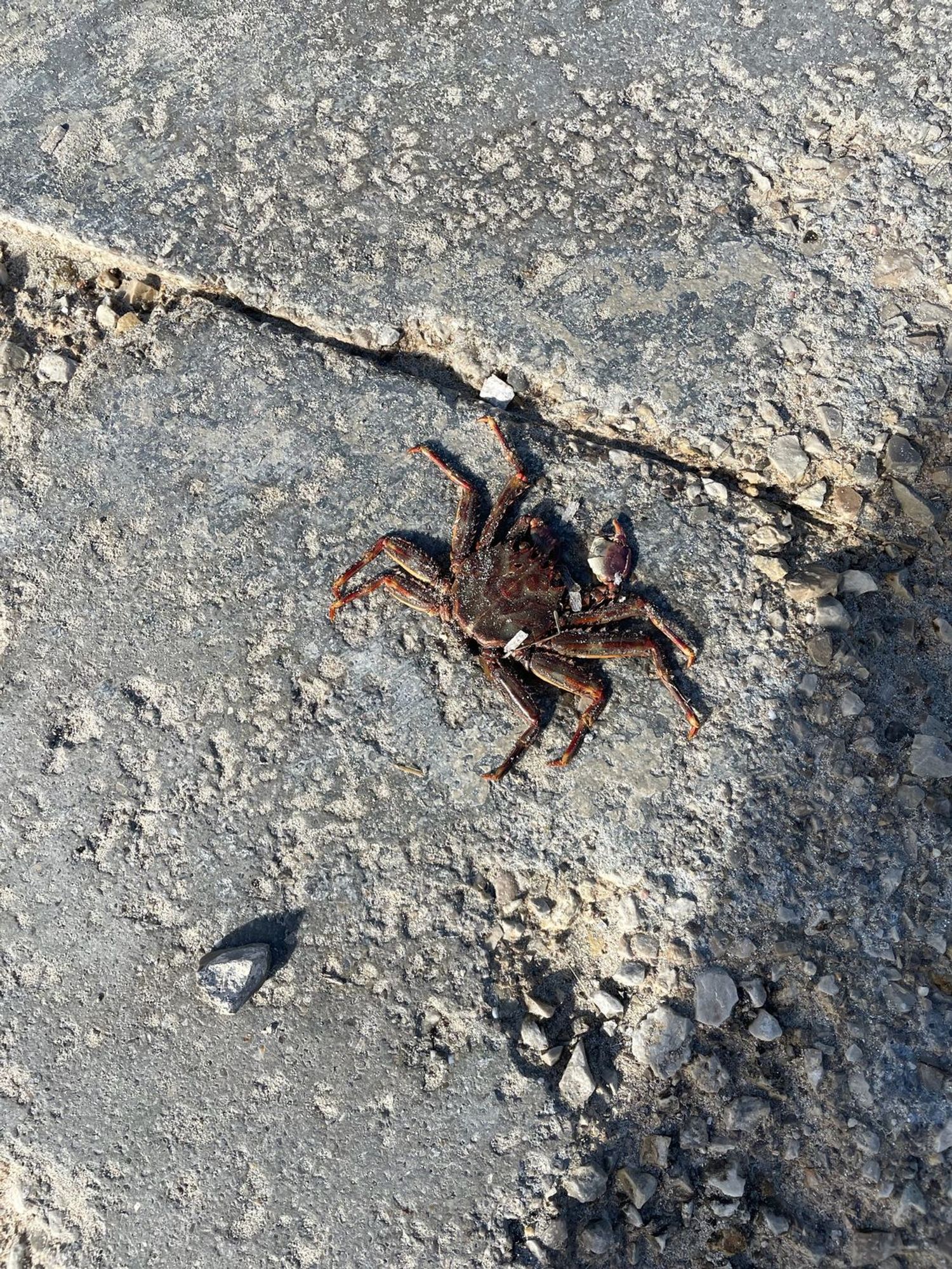 Piso en Paseo Illetes, 99, Illetes, Illetes - Foto 22