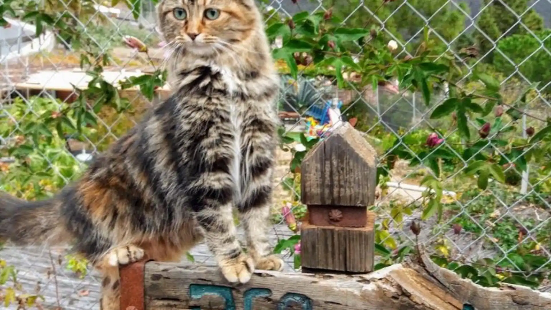 Finca rústica en calle Calle Espíritu Santo 15 - Foto 21